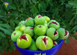 شتل تين شتوي للبيع