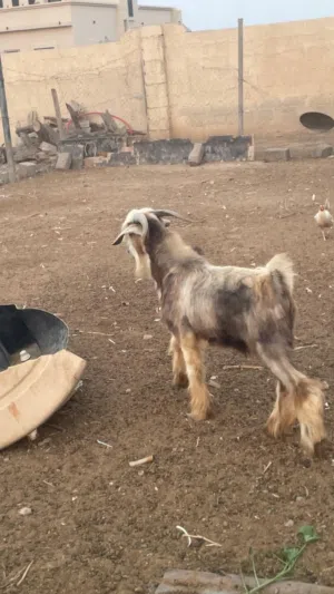تيس ماشاءالله أموره طيبه من حلال بني سعيد