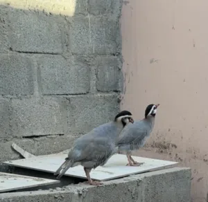 حجل العربي زوج مع فروخهن