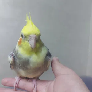 طائر كوكتيل أليف %100 (Normal Grey Cockatiel). شومر شارع الرياض قرب شومرالحديثه