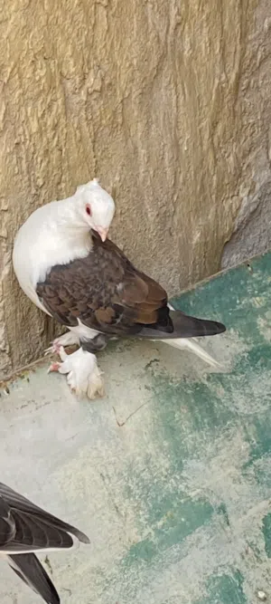 اريد نثايه لستلايت