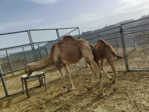 للبيع ناقه سمين تحتها قعود