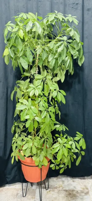 Natural plant