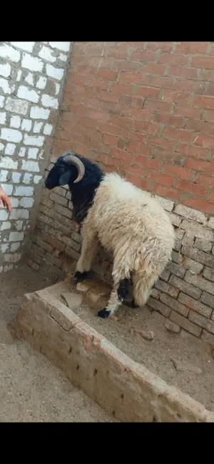 بسم الله الرحمن الرحيم  كل عام وانتم بخير  الاثنين18/5/2026 متاح خروف برقي مناسب للاضحيه إن شاء الله