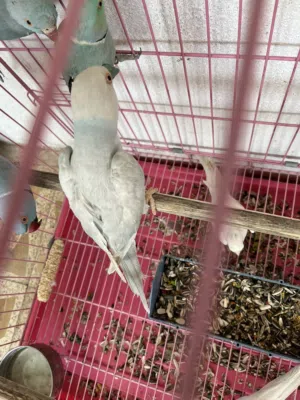 ببغاء الدره
