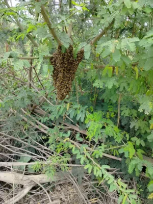 خلايا نحل هجين إيطالي 10 براويز فل نحل