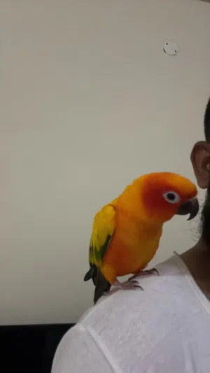 Sun conure pair