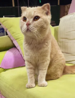 قطه سكوتش فولد للبيع عمر 7شهور