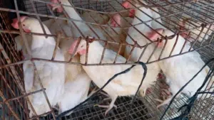 دجاج تونسي ربي يبارك