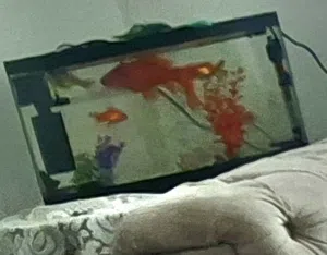 حوض سمك بكامل معداته