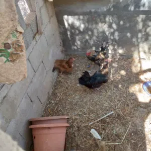 دجاج بلدي للبيع