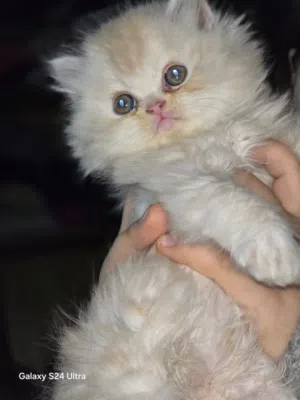 بيع قطط شيرازي