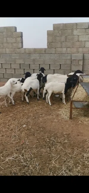 جعد صوماليات يوجد فيديو
