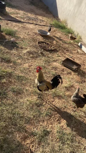 دجاج عربي للبيع