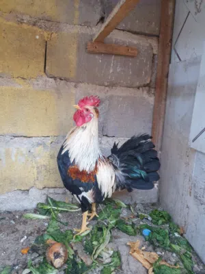 ديج ودجاجه دندراوي خط اول ستيراد من لكويت للبيع او مراوس