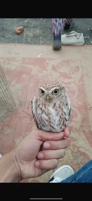 بوم مقزم انتاج السنه في جوز وفي حبه للبيع او للبدل