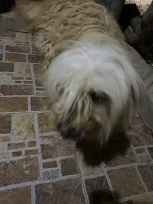 كلب زينه للبيع ضروري انتابه