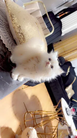 رولا 