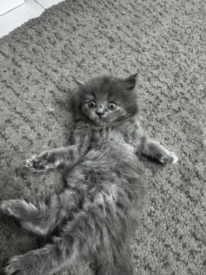 Beautiful Kittens 25 ro
