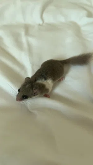سنجاب Micro Squirrel
