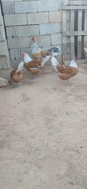 كتكوت ملكي ليموني كتكوت ملكي ليموني كتكوت ملكي ليموني كتكوت ملكي ليموني