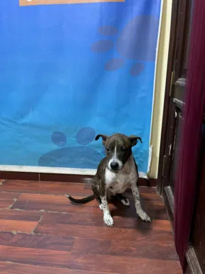 محتاج كلب للتبني