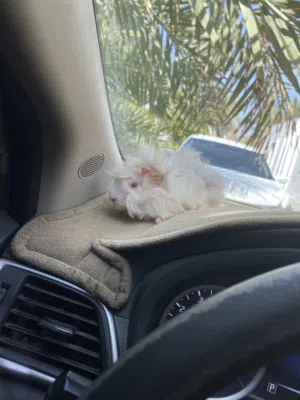 همتارو جيني بيج