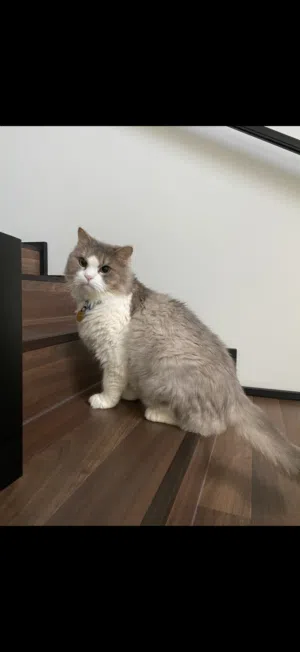 Himalayan Persian Cat for Adoption للتبني