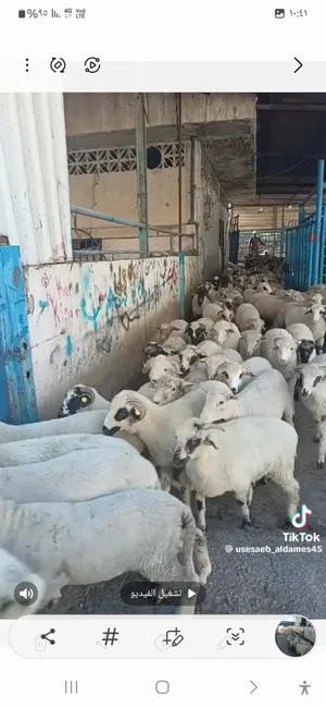 Sheep2