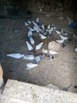 حمام بنديق