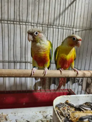 ثلاث جواز جرين شيك للبيع شغالات