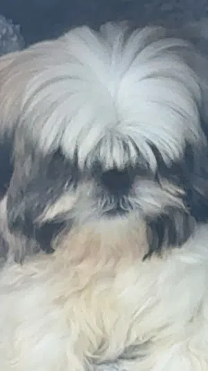 شيتزو عمر شهرين