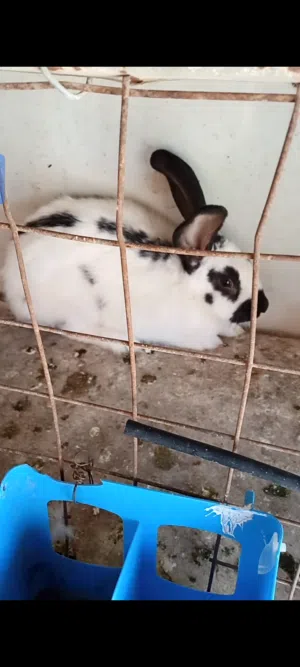 2ذكور  هجين بابيون