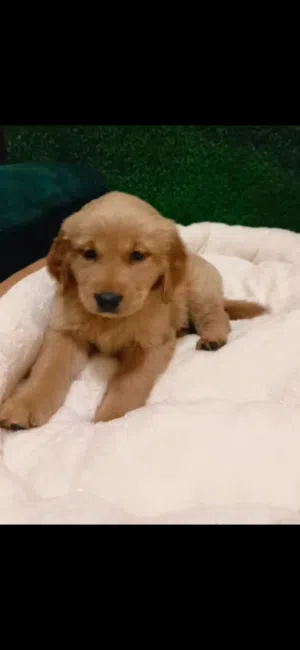 Golden retriever puppy's