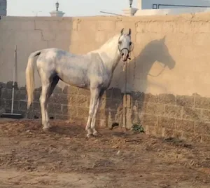 ‏خيل‏0