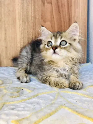 Scottish longhair tabby