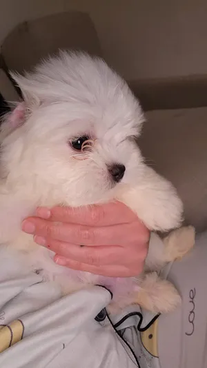 Maltese2