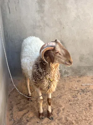 خروف وطني للبيع