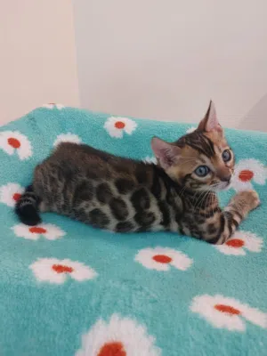 Pure bengal baby’s available