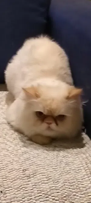 قط هيمالايا اورنج زورار