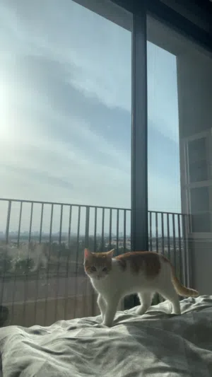 Two adorable boy cats for adoption