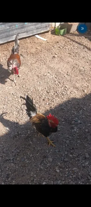دجاج ابو ركيبه