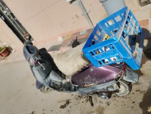 دباب الرمال