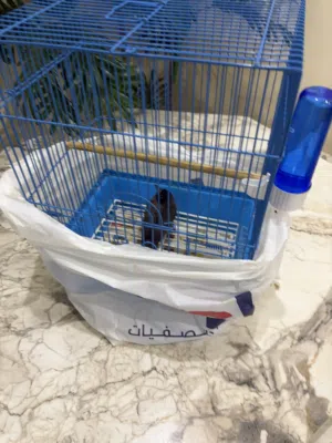 للبيع بلبل