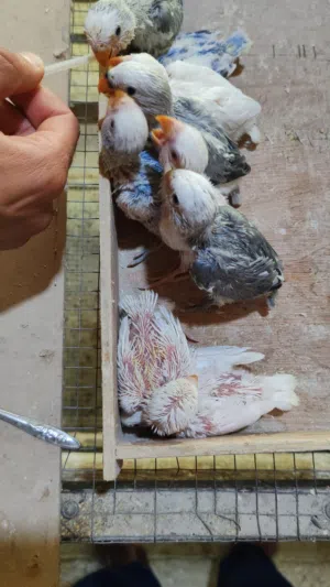 فراخ روز للزق اليدوي