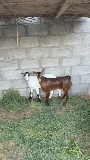 تيوس صلالية فل سمنه