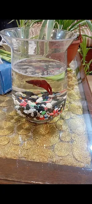 ‏سمك‏3