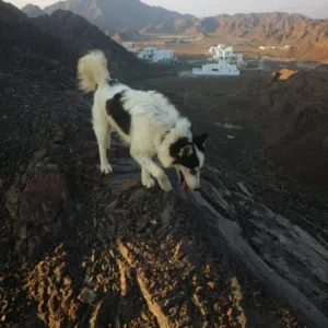 بدر الدرعي 