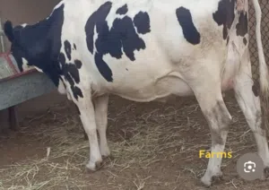 مطلوب خيول عربيه أصيله وبقر اناث نوع هولندي