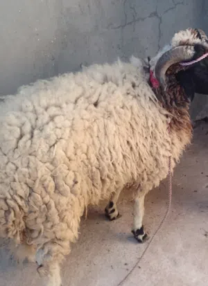 خروف للبيع في وادي ربيع القو